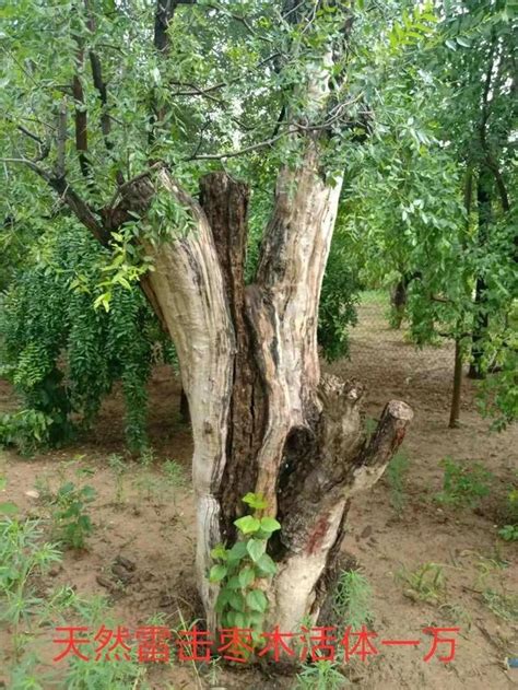 雷擊木禁忌|【雷擊木禁忌】雷擊木禁忌大全：使用雷擊木的十大注。